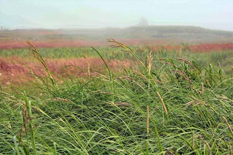 tall grass